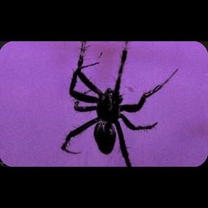 Meet your Posher, Calista